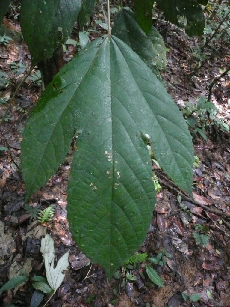 Myrianthus libericus