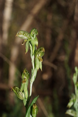 Pterostylis smaragdyna