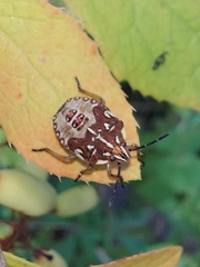 Carpocoris purpureipennis