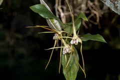 Dendrobium tetragonum melaleucaphilum