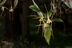 Dendrobium tetragonum melaleucaphilum