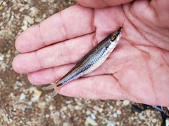 Notropis alborus