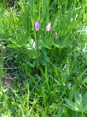 Dodecatheon