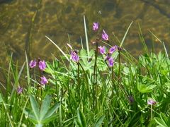 Dodecatheon