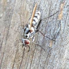 Eustalomyia hilaris