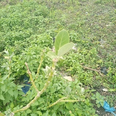 Calotropis procera image