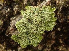 Pannaria leproloma