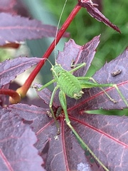 Leptophyes punctatissima
