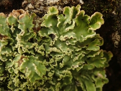 Pannaria leproloma