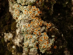 Brigantiaea chrysosticta