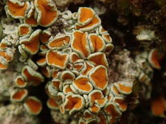 Brigantiaea chrysosticta