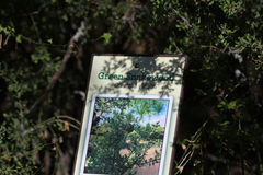 Condalia spathulata