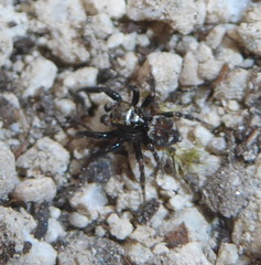 Pseudeuophrys erratica
