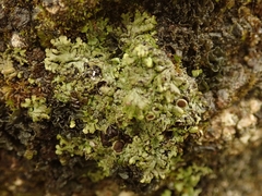 Hyperphyscia plinthiza