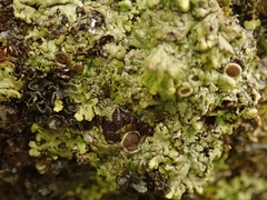 Hyperphyscia plinthiza