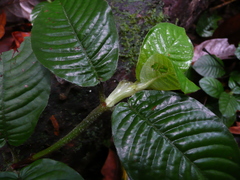 Psychotria mangenotii