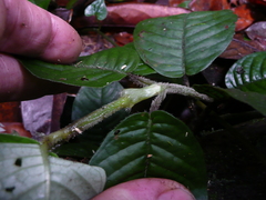 Psychotria mangenotii