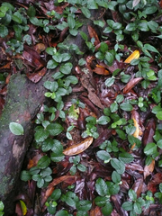 Psychotria mangenotii