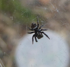 Pseudeuophrys erratica