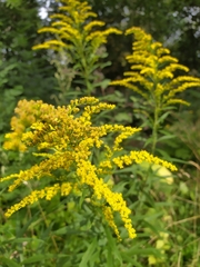 Solidago canadensis