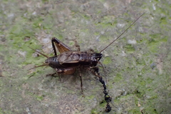 Loxoblemmus