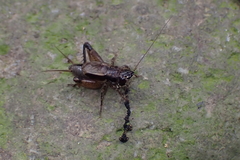 Loxoblemmus
