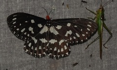 Pterothysanus atratus