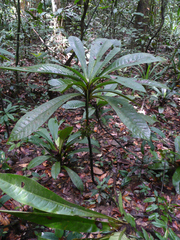 Psychotria tetragonopus