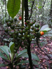 Psychotria tetragonopus