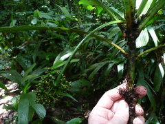 Psychotria tetragonopus