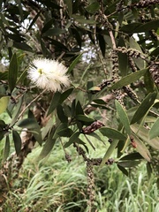 Melaleuca leucadendra