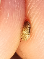 Sciocoris sideritidis