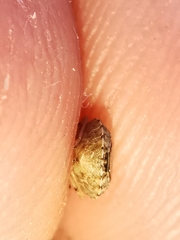 Sciocoris sideritidis