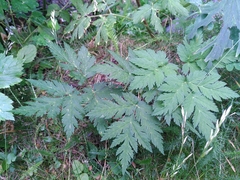 Chaerophyllum hirsutum