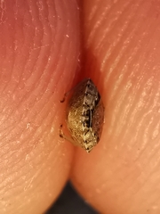 Sciocoris sideritidis