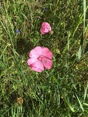 Malva trimestris