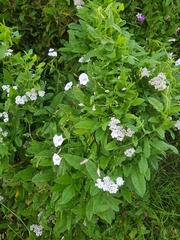 Convolvulus arvensis