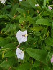 Convolvulus arvensis