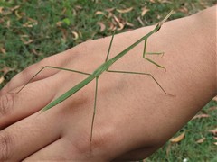 Schizocephala bicornis