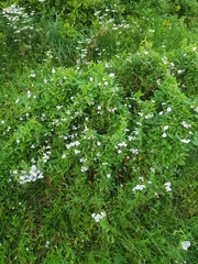 Convolvulus arvensis
