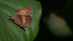 Arhopala micale
