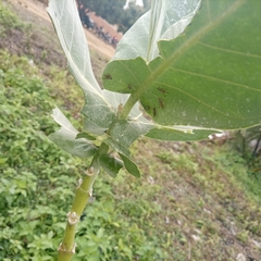 Calotropis procera image