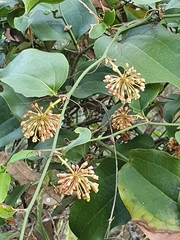 Smilax australis
