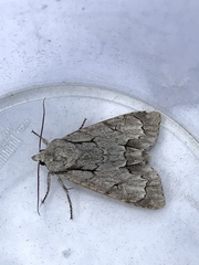 Acronicta psi