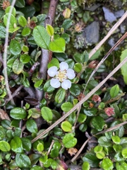 Cotoneaster morrisonensis