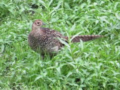 Phasianus versicolor