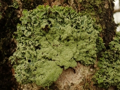 Pannaria leproloma