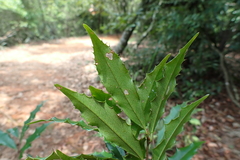 Prunus spinulosa