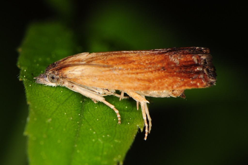 Smoky-striped Eucosma Moth