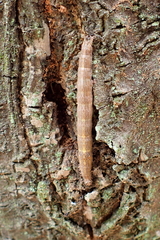 Dysgonia stuposa